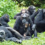 Gorilla Trekking in Rwanda: A Close Encounter with Nature